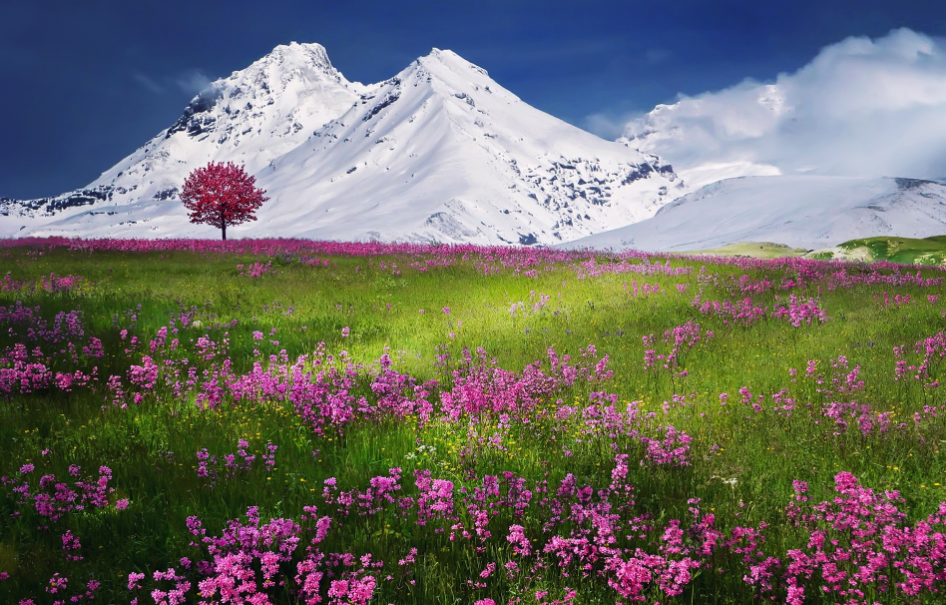 a blooming meadow against a backdrop of snow-covered ogres
